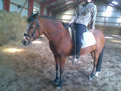 Anden særlig race sissi victoria billede 7