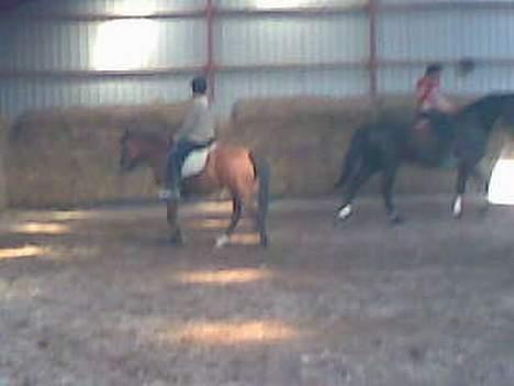 Anden særlig race sissi victoria billede 10