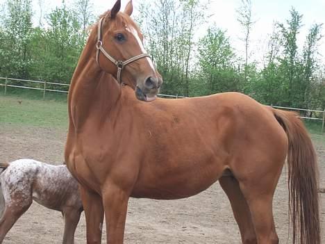 Dansk Varmblod Dakota Skrødstrup DH billede 9