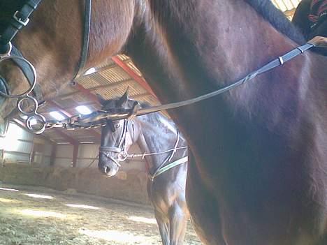 Anden særlig race Mibell (solgt) - mibell  bag ved virgina billede 15