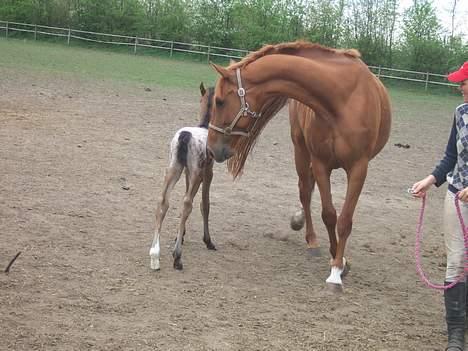 Dansk Varmblod Dakota Skrødstrup DH - Dakota med hendes første føl Colourfull Diva billede 10