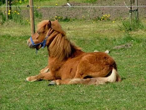 Anden særlig race Lykkegårds Anton - Foto: Sophie billede 5
