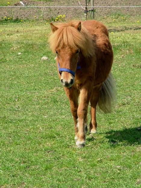 Anden særlig race Lykkegårds Anton - Foto: Sophie billede 6