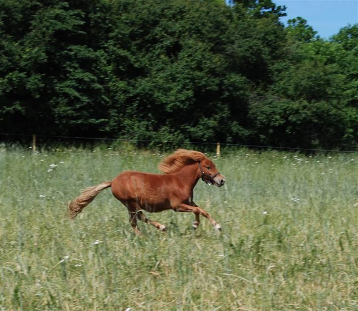 Anden særlig race Lykkegårds Anton - uha, den lille dreng kan løbe stærkt! billede 7