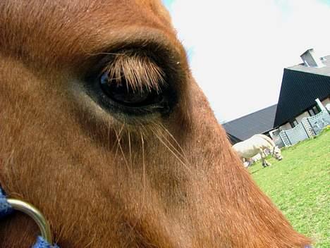 Anden særlig race Lykkegårds Anton - Foto: Sophie billede 8