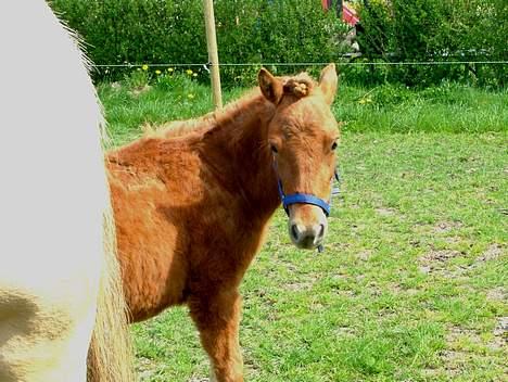Anden særlig race Lykkegårds Anton - Foto: sophie billede 9
