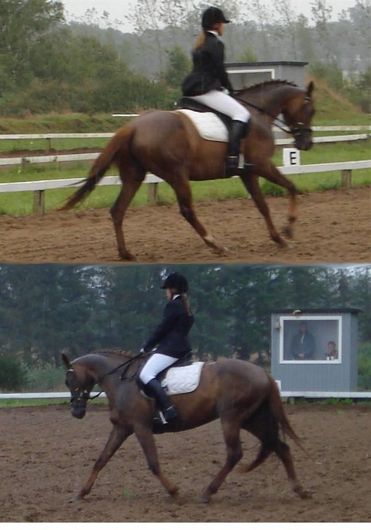 Anden særlig race Artesia - 10/8 08 - Stævne i Skæve, kvaliteten skyldes regn billede 17