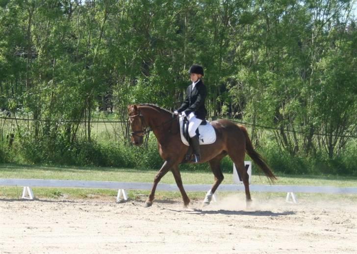 Anden særlig race Artesia - Stævne Vrensted 1/6 08. Billede taget af Helle Bratholt billede 18