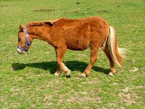 Anden særlig race Lykkegårds Anton - Et par dage efter vi havde fået ham billede 10