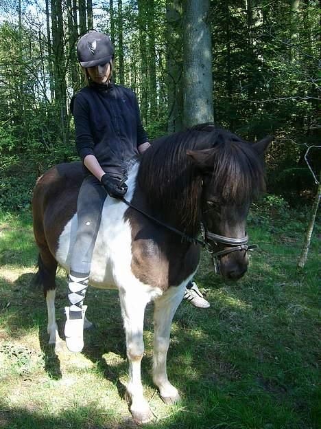 Islænder Skjona fra Søholt <3 - Hun er SØD ;D Rider hende kun små skridt ture uden sadel i skoven for tiden, da hun skal fole i Juni (: billede 10