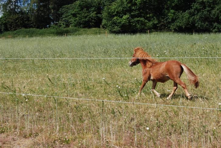 Anden særlig race Lykkegårds Anton - :O flot trav billede 11