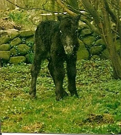 Shetlænder Lyøkons Tusnelda *død* - April 1994. Tusnelda som meget meget ung, hun havde allerede hvide "briller" da hun blev født. billede 10