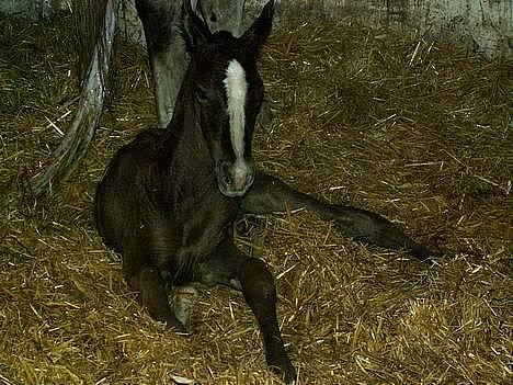 Anden særlig race Rafaell Af Egehøj R.I.P billede 3
