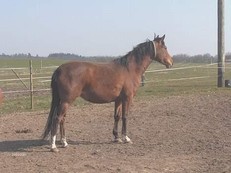 Palomino Charming Miss-Behaving  billede 1