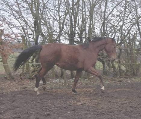 Palomino Charming Miss-Behaving  billede 2