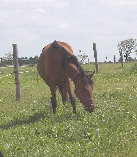Palomino Charming Miss-Behaving  billede 3