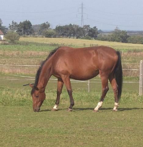 Palomino Charming Miss-Behaving  billede 4