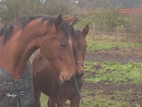 Palomino Charming Miss-Behaving  billede 5