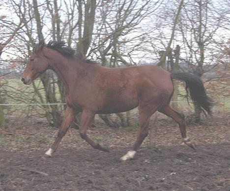 Palomino Charming Miss-Behaving  billede 6