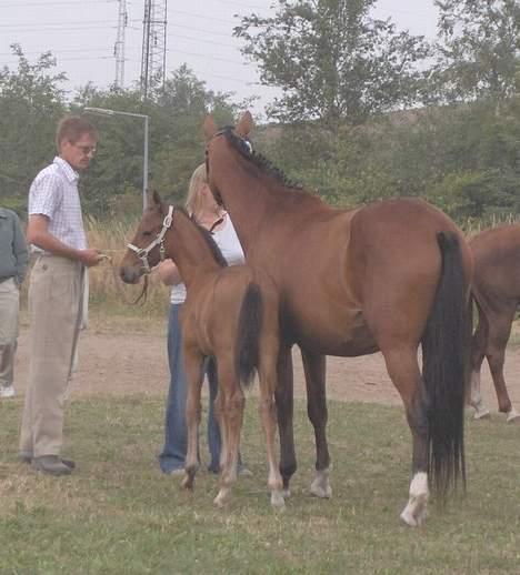 Palomino Charming Miss-Behaving  billede 7