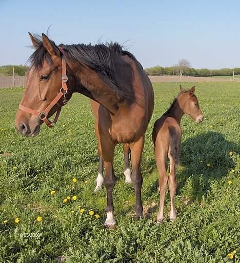 Palomino Charming Miss-Behaving  billede 8