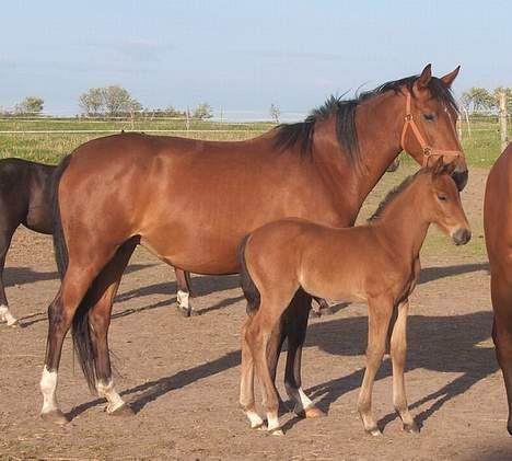 Palomino Charming Miss-Behaving  billede 9