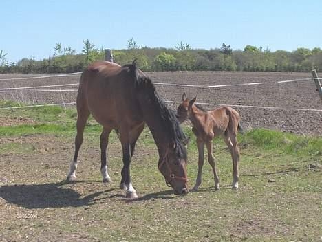 Palomino Charming Miss-Behaving  billede 10