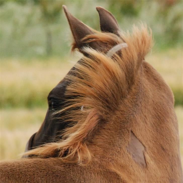 Dansk Varmblod Kalhave's De Nora - Kalhave´s De Nora  billede 13