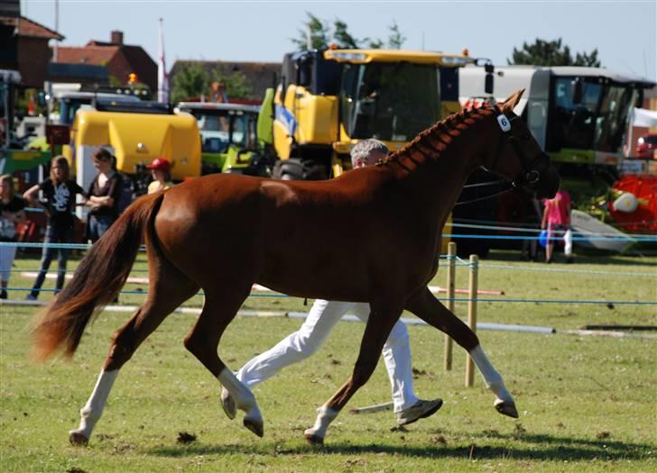 Dansk Varmblod Kalhave's De Nora - Thy Dyrskue 2009 - 23 p.  billede 14