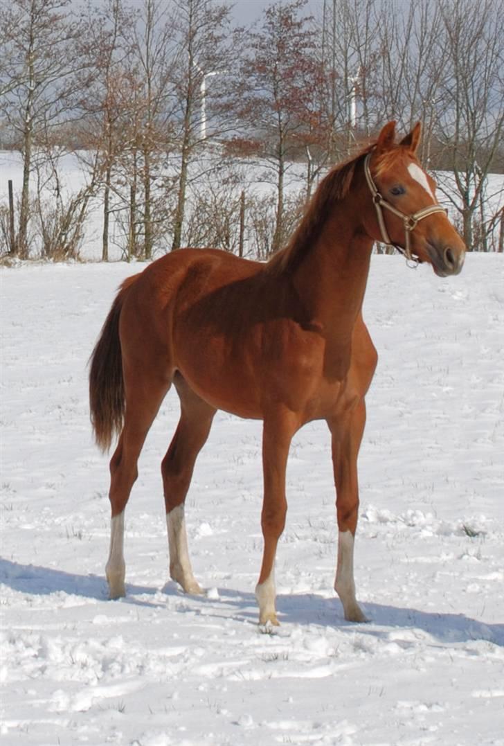 Dansk Varmblod Kalhave's De Nora - Kalhave´s De Nora på hendes 1 års fødseldag :) billede 15