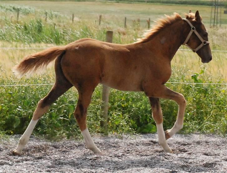 Dansk Varmblod Kalhave's De Nora - Kalhave´s De Nora i en lille galop på ridebanen d. 8. juli 07 billede 17