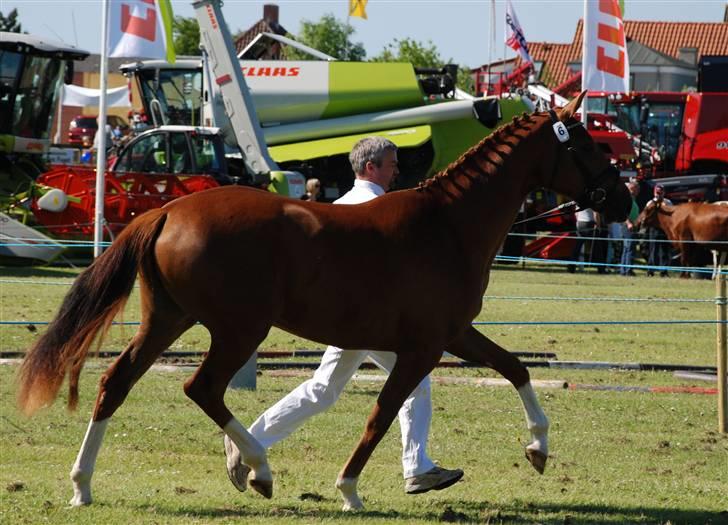 Dansk Varmblod Kalhave's De Nora - Thy Dyrskue 2009 - 23 p.  billede 18