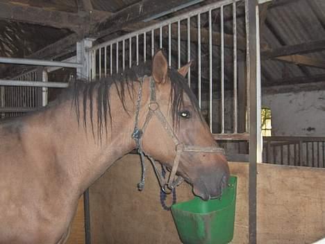 Lusitano Chanell * Solgt * - Chanell lige ankommet fra hestehandleren billede 3