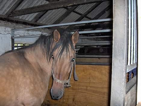 Lusitano Chanell * Solgt * - Lige ankommet fra hestehandleren, køn det var hun ikke  billede 4