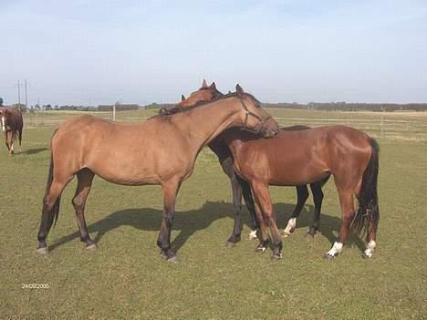 Lusitano Chanell * Solgt * billede 6