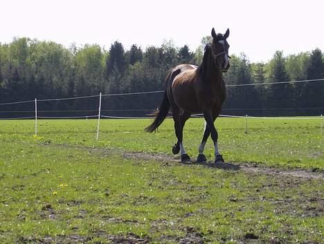 Fuldblod (XX) tatoonie "R.I.P min elskede dreng"<3  - mmm elsker det gode vejre (nyt) billede 7