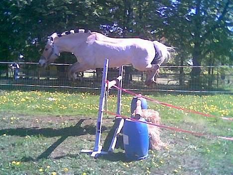 Fjordhest sonnyboy rørbæk - jubii hopla billede 12