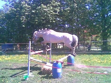 Fjordhest sonnyboy rørbæk - woow bredt spring hopla he billede 15