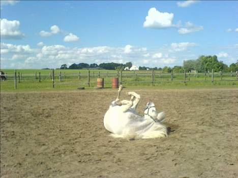 Anden særlig race Daisy - Dejligt med en rulletur efter ridning (: billede 5