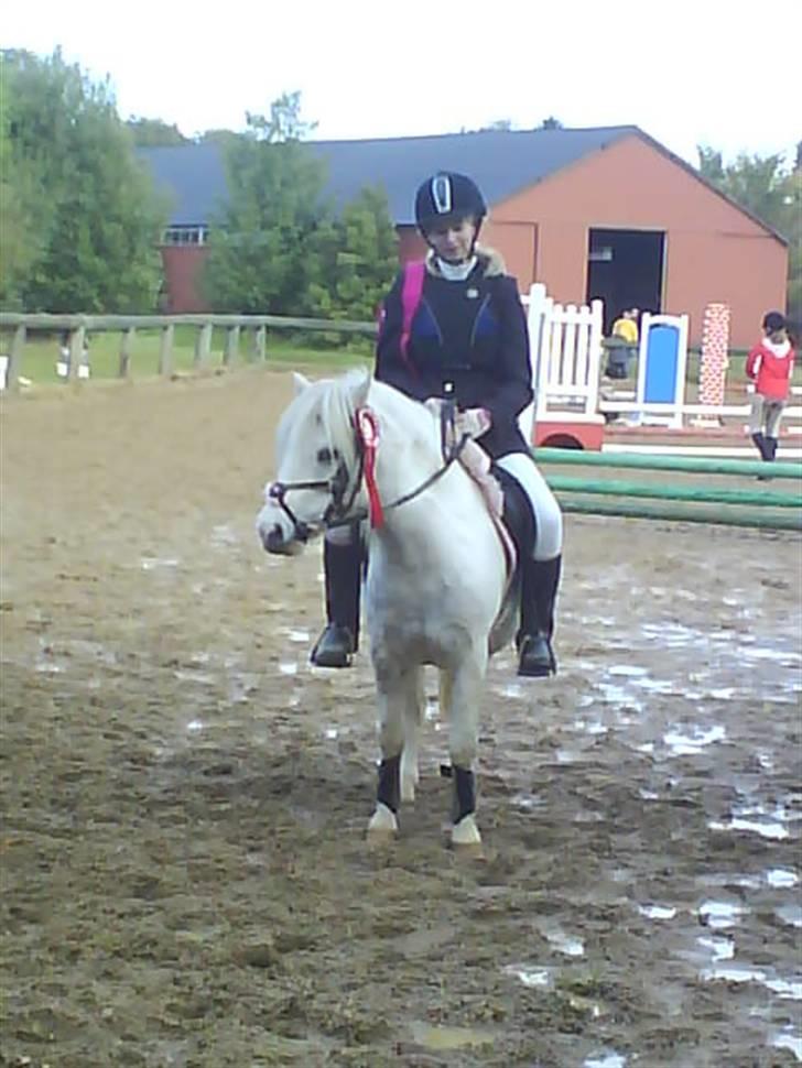 Anden særlig race Daisy - Første plads LD spring Oktober 2008 ( 2 plads LC min. bagefter ) billede 6