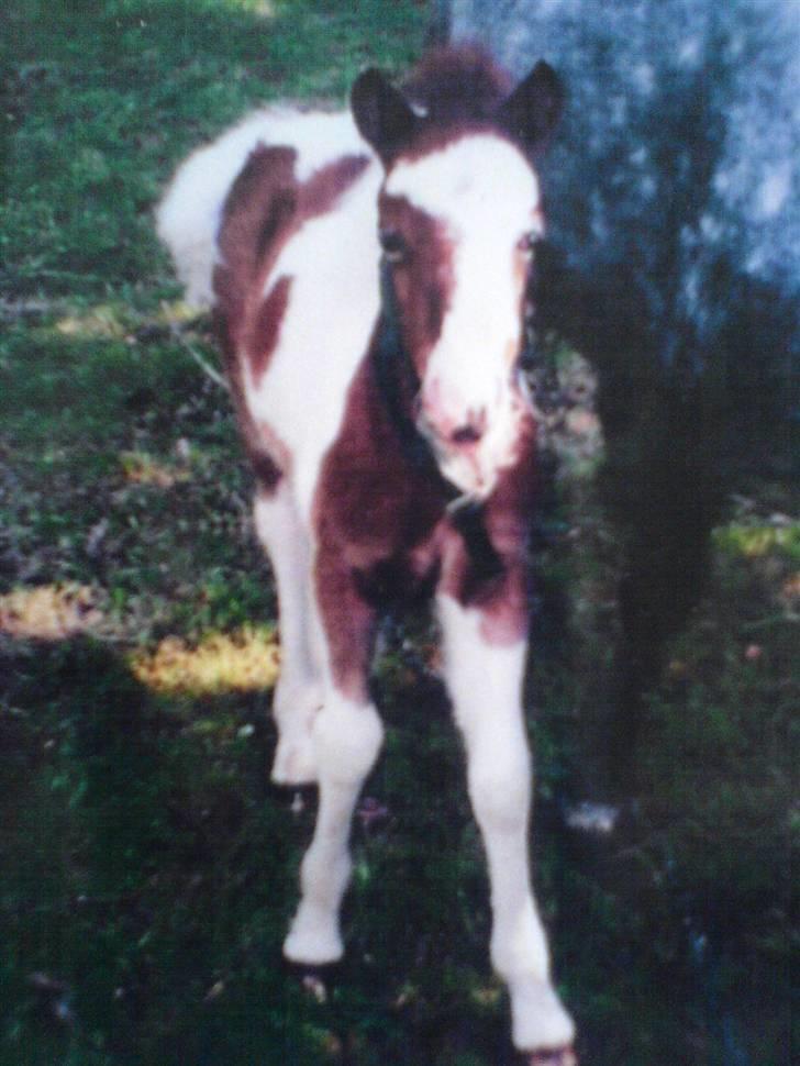 Anden særlig race Daisy - Daisy som føl  (: utroligt at det er den samme hest?! billede 9