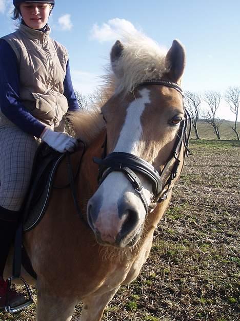 Tyroler Haflinger Soleila - Solgt billede 1