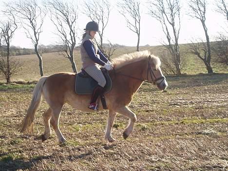 Tyroler Haflinger Soleila - Solgt billede 3