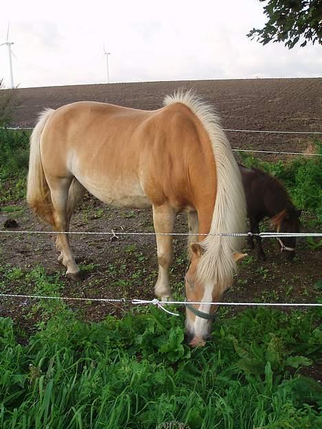 Tyroler Haflinger Soleila - Solgt billede 11