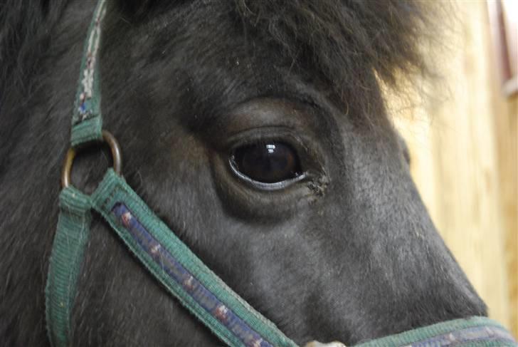 Shetlænder Miranda † - (L)´  billede 15