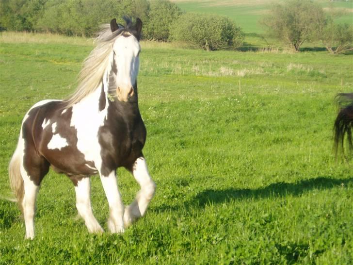 Tinker Irish Swan Ivanhoe Solgt - Er jeg ikk skøn ;-) billede 1