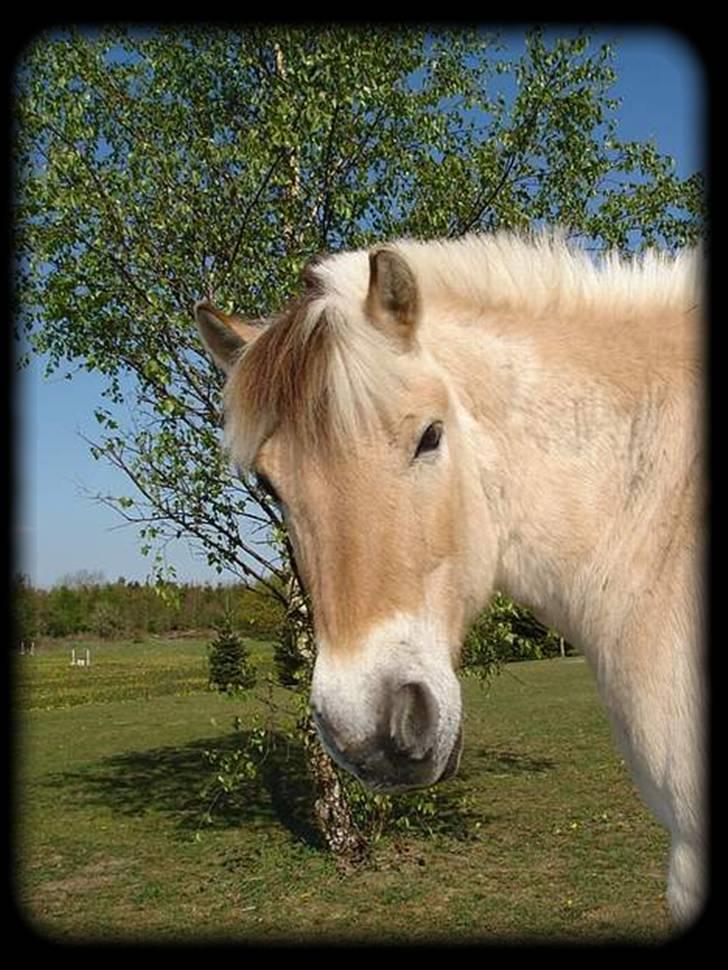 Fjordhest Mickey - Synes det ser godt ud, når der er sådan en blå himmel i baggrunden.. billede 17