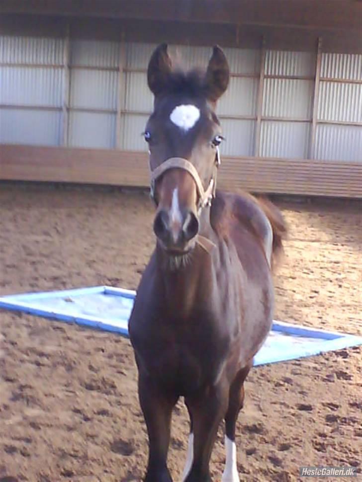 Welsh Partbred (Sec F) *Merchi*  solgt - *Pinocchio´s Merchi*  Love Ya billede 1