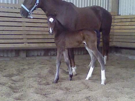 Welsh Partbred (Sec F) *Merchi*  solgt - Er jeg ikk søøød.... billede 2