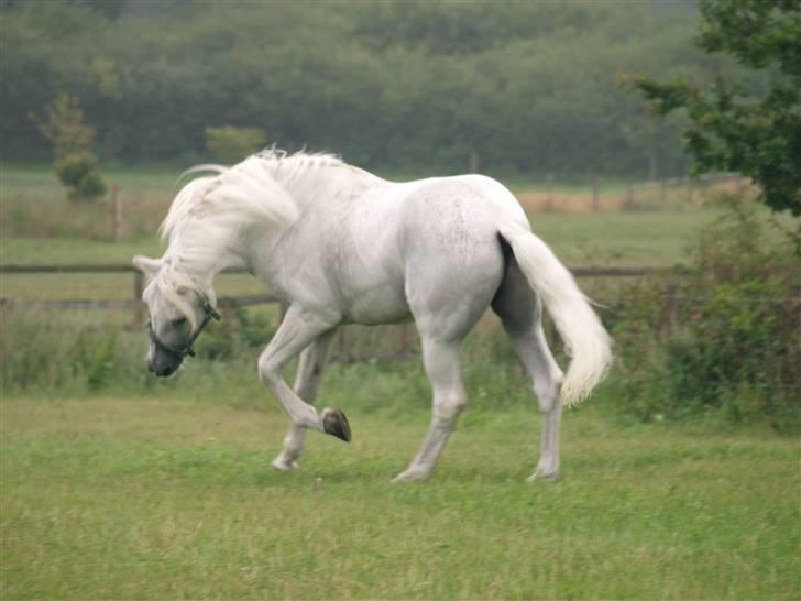 Connemara Marvel Van Graaf Janshof billede 20